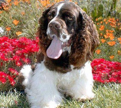 Cocker Spaniel